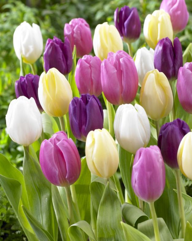 Tulpen Flag Mix ( per veelvouden van 100 stuks)